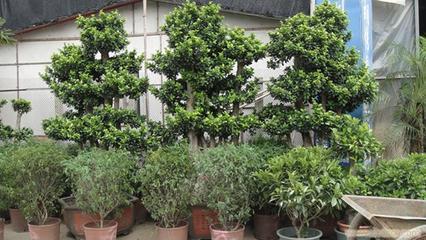 上海思羽園林綠化 專業(yè)花卉租賃，為寫字樓與生活空間注入自然生機(jī)